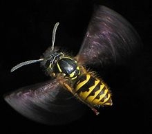220px-Flying_Vespula_vulgaris.jpg